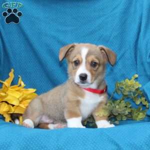Buster, Pembroke Welsh Corgi Puppy